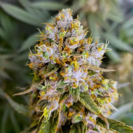 🍋Monster Lemon Cherry Gelato🍒🍦