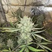 🍊Orange Sherbert Auto🍧