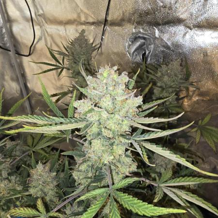 🍊Orange Sherbert Auto🍧