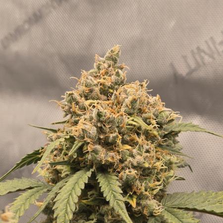 🍊Orange Sherbert Auto🍧