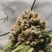 🍊Orange Sherbert Auto🍧