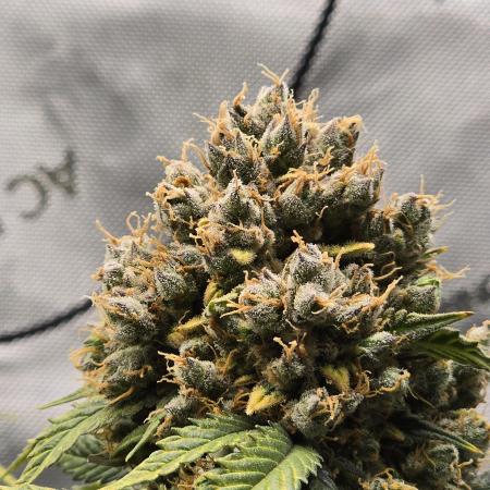 🍊Orange Sherbert Auto🍧