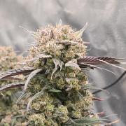 🍓🦍 Strawberry Gorilla Madness