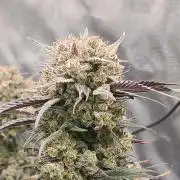 🍓🦍 Strawberry Gorilla Madness