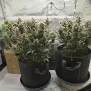 馃崜RF3 Strawberry Gorilla馃