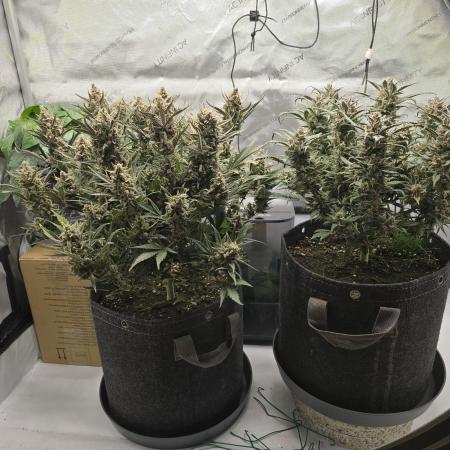 🍓RF3 Strawberry Gorilla🦍