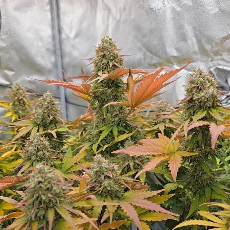 🔥3 Strains Chaos - Anesia Seeds grow