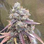 🍒First Growbox Grow Cherry Zoap Auto