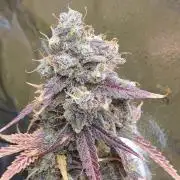 🍒First Growbox Grow Cherry Zoap Auto