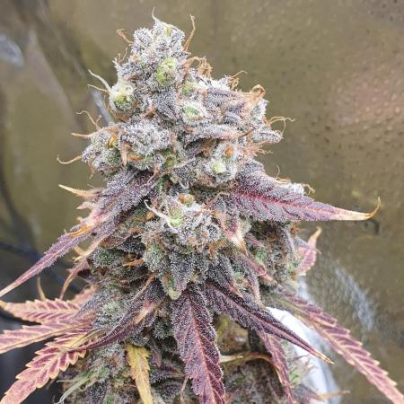 🍒First Growbox Grow Cherry Zoap Auto