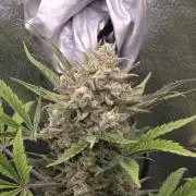 🍊Orange Sherbert Auto🍧