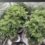 RQS Og Kush