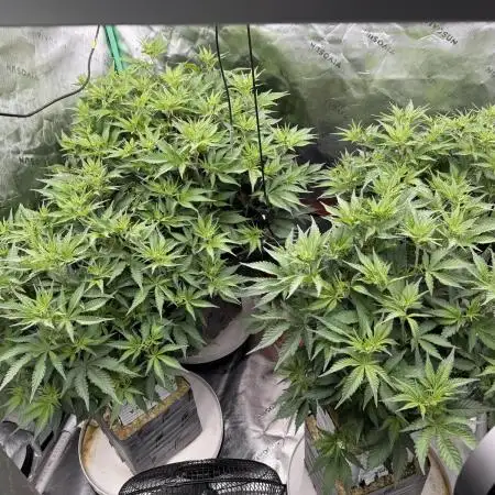 RQS Og Kush