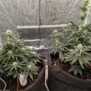 First Medusa F1