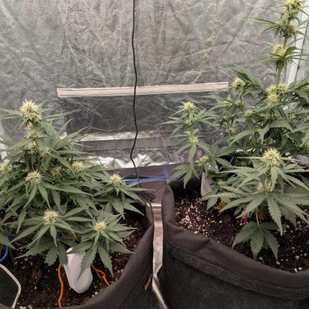 First Medusa F1