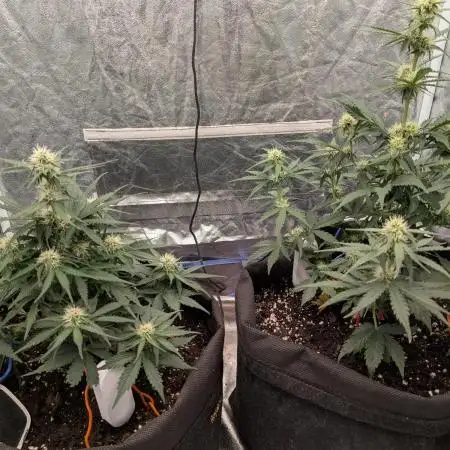 First Medusa F1