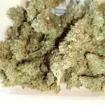 Orion F1 mini automatic grow 40x40 cm SF1000 EVO