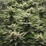 Gorilash living soil