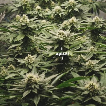 Gorilash living soil