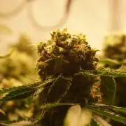 Gorilash living soil