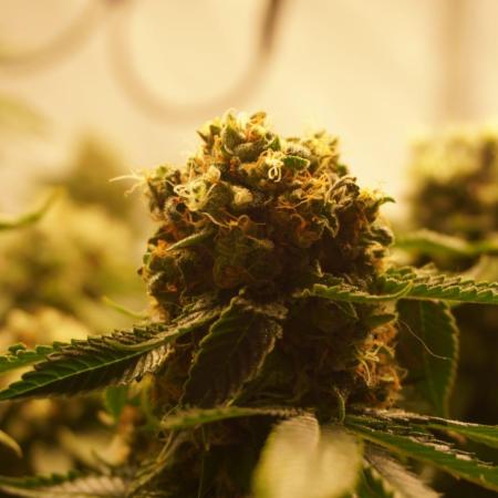 Gorilash living soil