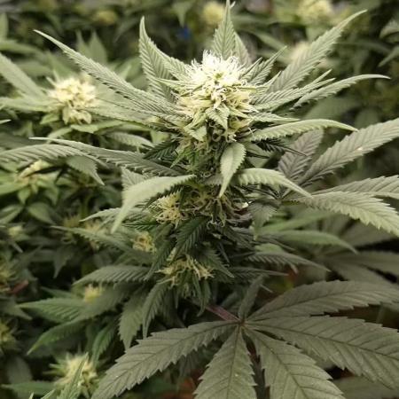 Gorilash living soil