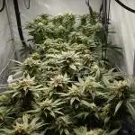 Gorilash living soil