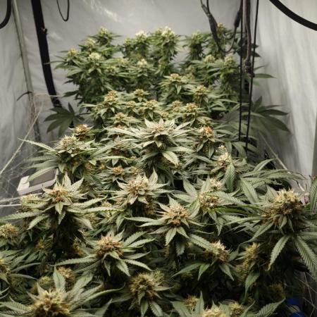 Gorilash living soil