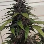 Crystal METH auto - Fastbuds