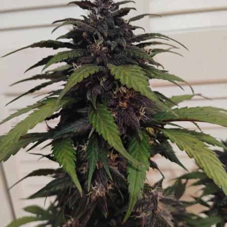 Crystal METH auto - Fastbuds