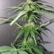 Orange Blossom XXL AUTO