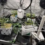 Dark Rainbow 2.0 Rockwool vs. Coco