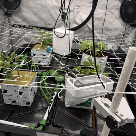 Dark Rainbow 2.0 Rockwool vs. Coco