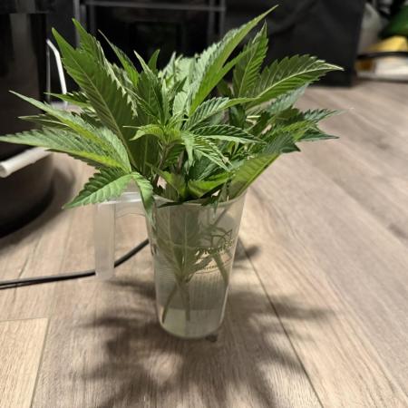 Dark Rainbow 2.0 Rockwool vs. Coco