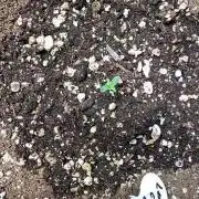 Lemon cherry cookies fast buds