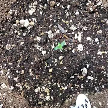 Lemon cherry cookies fast buds