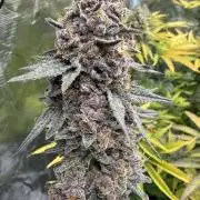 Pink Milk - Solfire