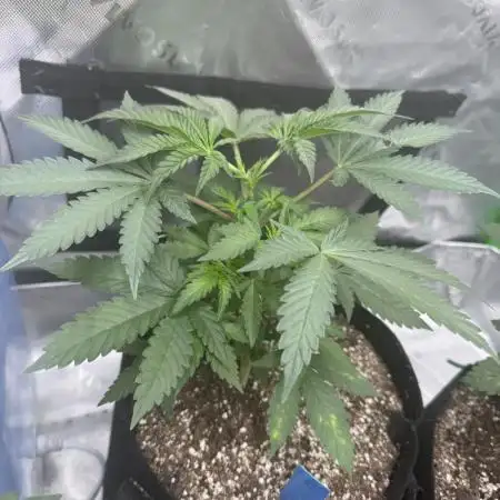 SolFire Gardens - Miami Mami and Lung Buster