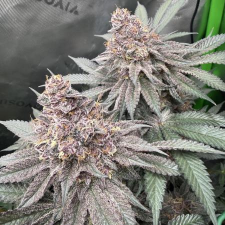 Solfire Variety, Fall/Winter 2025-6