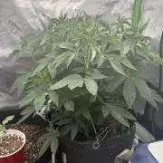 Solfire x Exotic - Variety, Fall 2025