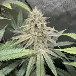 Solfire - Eucalypto and Don Lemon