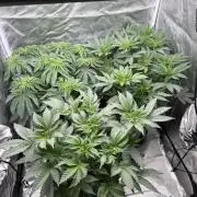 Solfire x Exotic - Variety, Fall 2025