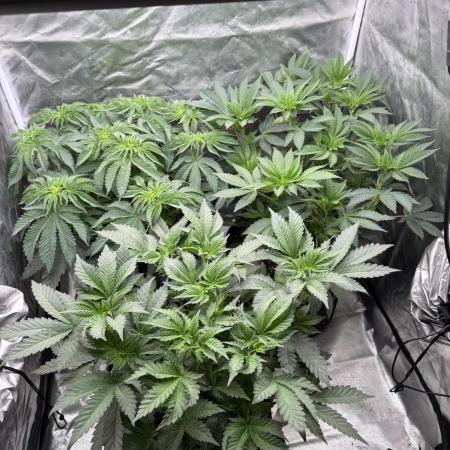 Solfire x Exotic - Variety, Fall 2025