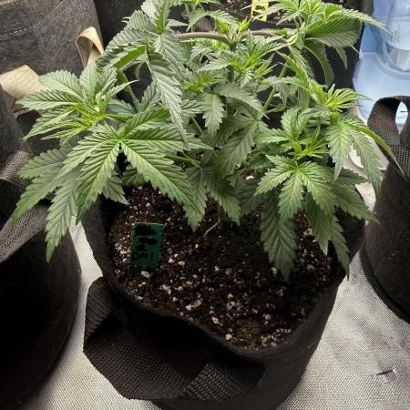 The Don Mega F1 v2 - Solfire