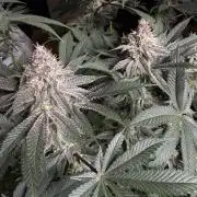 Solfire x Exotic - Variety, Fall 2025