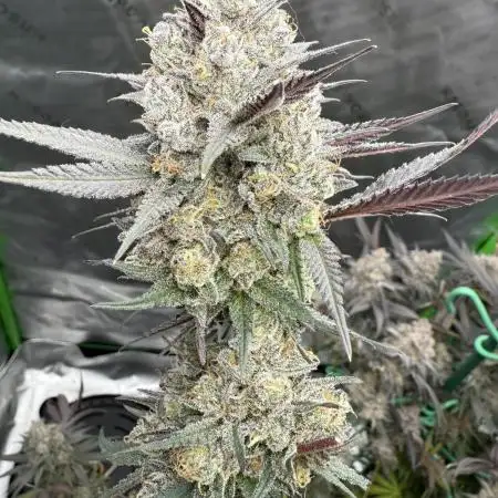 Solfire Gardens - Miami Mami and Lung Buster