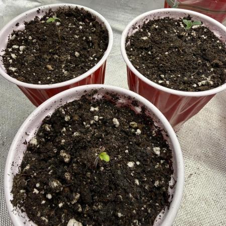 Sour Situation - Solfire