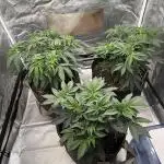 Solfire x Exotic - Variety, Fall 2025