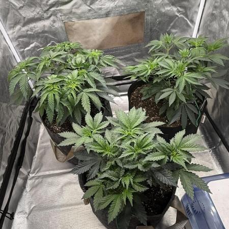 Solfire x Exotic - Variety, Fall 2025