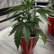 The Don Mega F1 v2 - Solfire